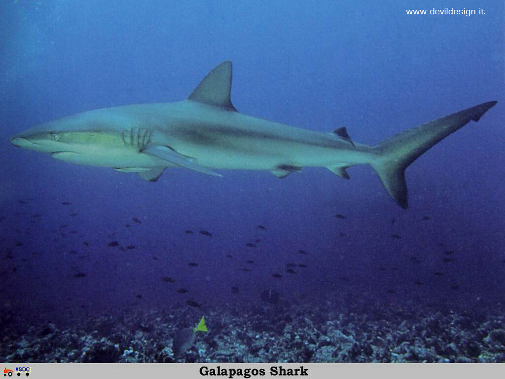 GCSR039-Galapagos_Shark copia